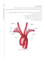 landmark_Page_07 لندمارک های آناتومی در رادیوگرافی و جراحی ایمپلنت - Image 6