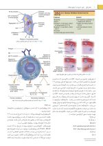 برگزیده ترومای دهان، فک و صورت فونسکا ۲۰۱۳ (جلد ۱) - Image 6