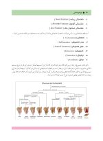 ترومای دندانی - Image 6