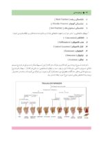 ترومای دندانی - Image 6