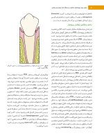 ارتودنسی معاصر پروفیت ۲۰۱۹ (جلد 2) رنگی - Image 6