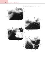 اطلس رادیوگرافیک آناتومی و پاتولوژی دندانی - Image 5