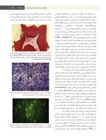 Endo 2021-color-_Page_19 اصول و درمان اندودانتیکس ترابی نژاد 2021 (چاپ رنگی) - Image 9