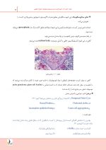 درسنامه آسیب شناسی دهان،فک و صورت نویل 2016 (همراه با فیلم آموزشی) (رفرنس آزمون سال های گذشته) - Image 9