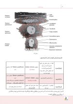 درسنامه پریودانتیکس کارانزا 2019 جلد 1 و 2 (همراه با فیلم آموزشی) (رفرنس آزمون ملی و سال های گذشته) - Image 9