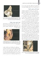 مبانی جراحی ایمپلنت های زایگوما (اصول دسترسی آناتومی) - Image 7