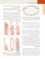 پریودنتولوژی بالینی کارانزا 2019 جلد 3 (رنگی) - Image 8