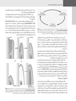 پریودنتولوژی بالینی کارانزا 2019 جلد 3 (سیاه و سفید) - Image 9