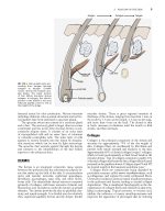 Local Flaps in Facial Reconstruction 4e 2022 - Image 8