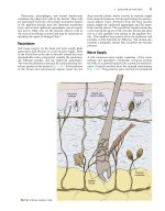 Local Flaps in Facial Reconstruction 4e 2022 - Image 10