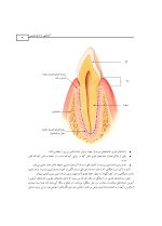 آشنایی با ارتودنسی - Image 9