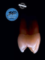 Biomimetic Restorative Dentistry 2022 - Image 3