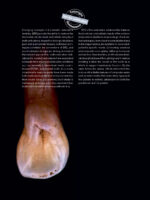 Biomimetic Restorative Dentistry 2022 - Image 4