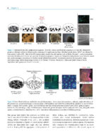 Tissue Engineering and Regeneration in Dentistry: Current Strategies - Image 4