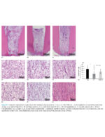 Tissue Engineering and Regeneration in Dentistry: Current Strategies - Image 7