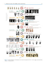 The Root Canal Anatomy in Permanent Dentition 2019 - Image 3