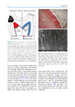 The Root Canal Anatomy in Permanent Dentition 2019 - Image 7