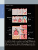 تصویربرداری تشخیصی از دهان، فک و صورت_Page_09 تصویربرداری تشخیصی از دهان، فک و صورت - Image 8