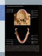 تصویربرداری تشخیصی از دهان، فک و صورت_Page_11 تصویربرداری تشخیصی از دهان، فک و صورت - Image 10
