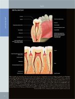 تصویربرداری تشخیصی از دهان، فک و صورت_Page_13 تصویربرداری تشخیصی از دهان، فک و صورت - Image 12
