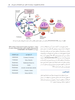 استئونکروز فکین ناشی از مصرف داروها - Image 14