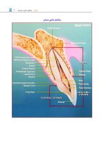 آناتومی دندان های قدامی و علم لبخند طبیعی - Image 10