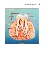 آناتومی دندان های قدامی و علم لبخند طبیعی - Image 11
