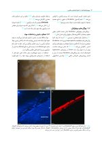 بیوسرامیک ها در اندودانتیکس بالینی - Image 13