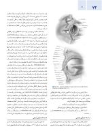 اصول جراحی دهان، فک و صورت پیترسون 2022 زیبایی - جلد چهارم - Image 9