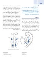 اصول جراحی دهان، فک و صورت پیترسون 2022 ارتوگناتیک - جلد سوم - Image 7