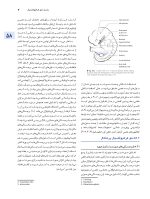 اصول جراحی دهان، فک و صورت پیترسون 2022 ارتوگناتیک - جلد سوم - Image 8