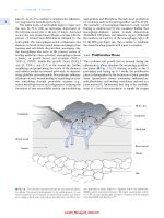 Peterson’s Principles of Oral and Maxillofacial Surgery 2022 (Two Vol) - Image 10