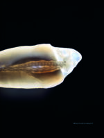 بازسازی فضای داخل ریشه: پست های زیبایی - Image 10