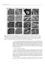 Zirconia and Innovative Biomaterials for Dental and Biomedical Applications 2023 - Image 10
