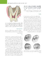 علم و هنر در دندانپزشکی ترمیمی 2026  جلد اول - Image 9