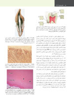 علم و هنر در دندانپزشکی ترمیمی 2026  جلد اول - Image 8