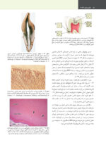 علم و هنر در دندانپزشکی ترمیمی 2026  جلد اول - Image 8