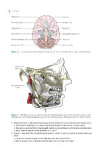 Impacted Third Molars 2024 - Image 4