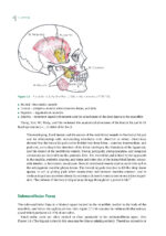 Impacted Third Molars 2024 - Image 9