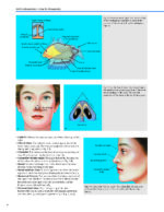 Dallas Rhinoplasty Nasal Surgery by the Masters (Fourth Edition) 2024 - Image 3