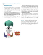 Dentofacial Orthopedics in the Growing Child 2023 - Image 3