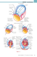 NETTER’S HEAD and NECK ANATOMY for DENTISTRY 2025 (FOURTH EDITION) - Image 6