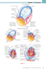 NETTER’S HEAD and NECK ANATOMY for DENTISTRY 2025 (FOURTH EDITION) - Image 6