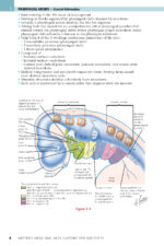 NETTER’S HEAD and NECK ANATOMY for DENTISTRY 2025 (FOURTH EDITION) - Image 7