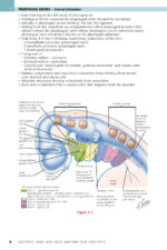 NETTER’S HEAD and NECK ANATOMY for DENTISTRY 2025 (FOURTH EDITION) - Image 7