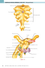 NETTER’S HEAD and NECK ANATOMY for DENTISTRY 2025 (FOURTH EDITION) - Image 8