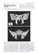 Surgery in and around the Orbit 2023 - Image 6