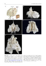 Surgery in and around the Orbit 2023 - Image 9