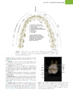 WHEELER’S DENTAL ANATOMY, PHYSIOLOGY, AND OCCLUSION 2020 - Image 4