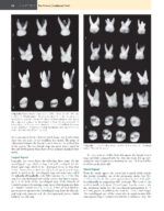 WHEELER’S DENTAL ANATOMY, PHYSIOLOGY, AND OCCLUSION 2020 - Image 6